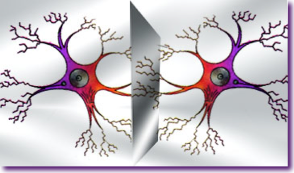 neuronas-espejo-perros