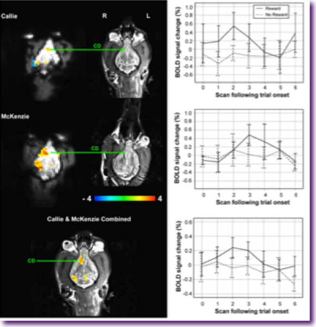 neuronas-espejo-perros2