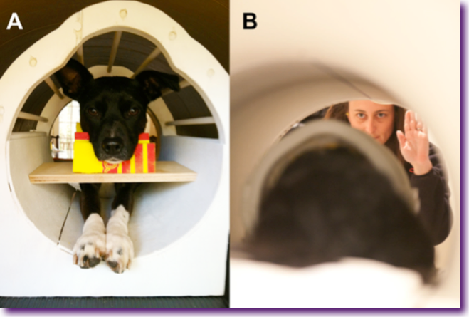 neuronas-espejo-perros3