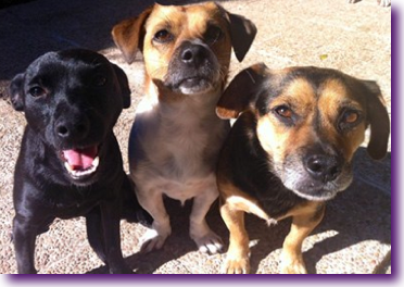 Congo, Horus y Traun