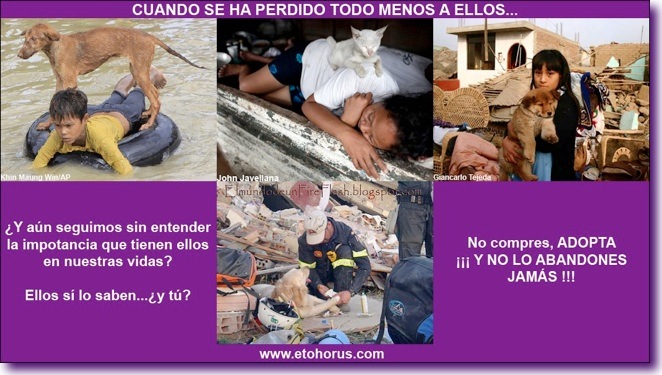 Adopta. No lo abandones
