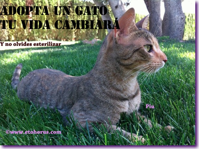 adopta un gato