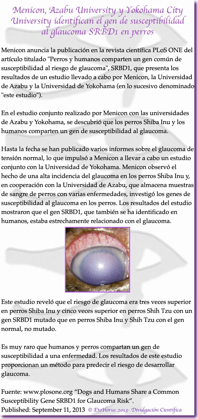 glaucoma-perros