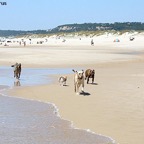 Midnight Closer Horus Parla Kebana y Traun