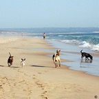 Traun Kebana Horus Closer Midnight y Parla