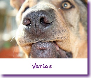 Varias