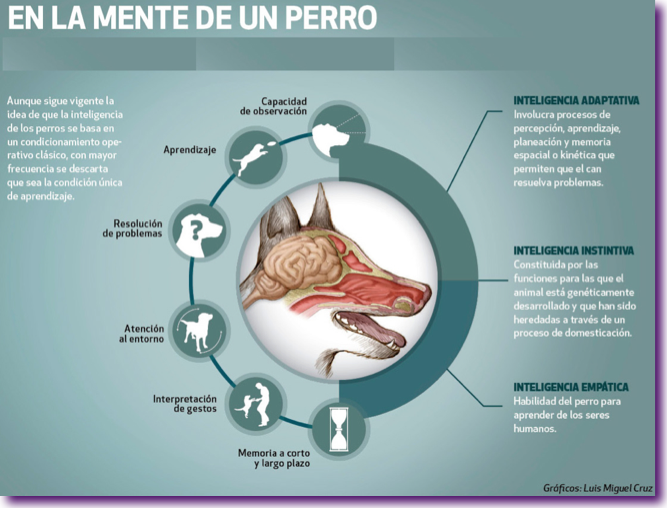 en-la-mente-de-un-perro