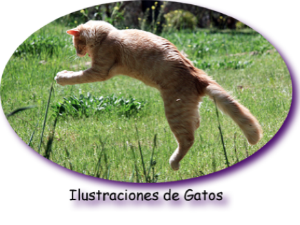 ilustraciones gatos