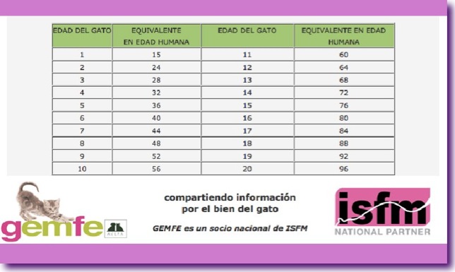 edad felina