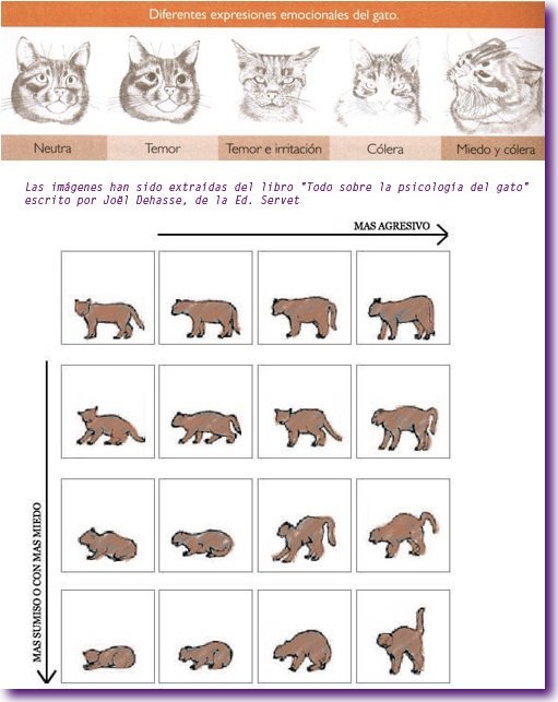 expresiones emocionales gato