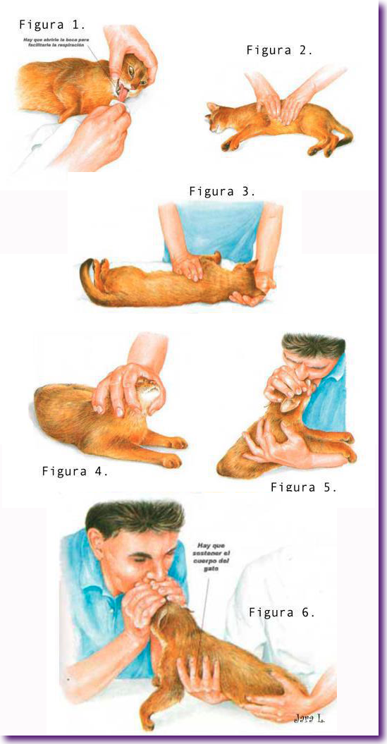 reanimacion cardiopulmonar gatos