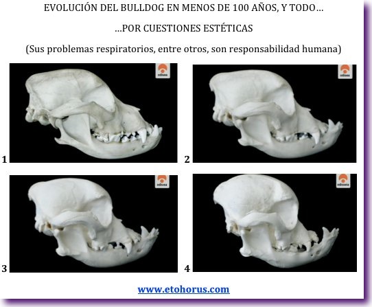 evolucion bulldog