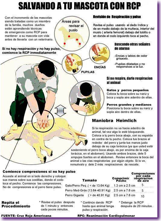 respiracion cardiopulmonar