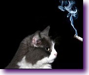 09-12-animais-x-cigarro-gato