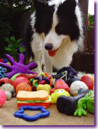 306_BOQA_Los-perros-relacionan-nombres-con-objetos-basandose-en-la-textura-y-el-tamano_image365_