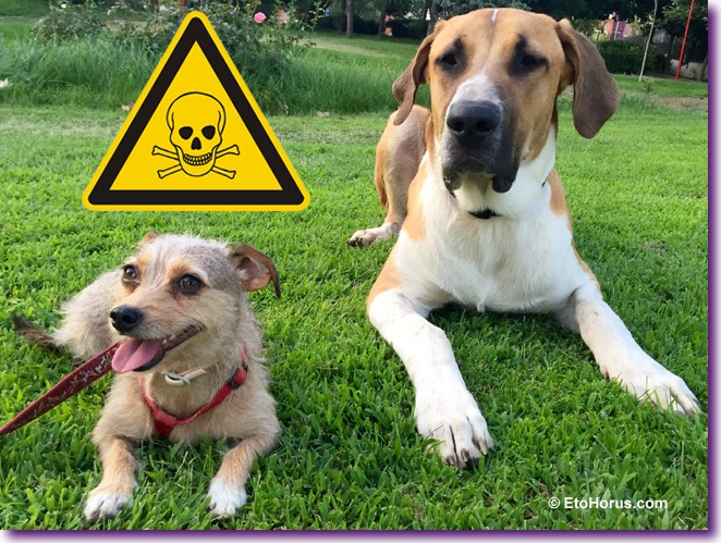 alimentos-plantas-toxicas-perros