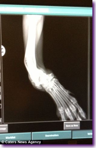 article-2576744-1C25175D00000578-587_306x479