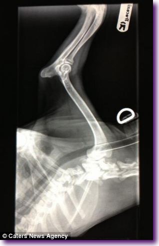 article-2576744-1C2517C700000578-838_306x479