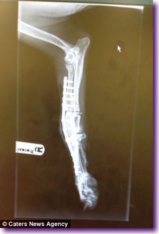 article-2576744-1C25187400000578-693_306x4561