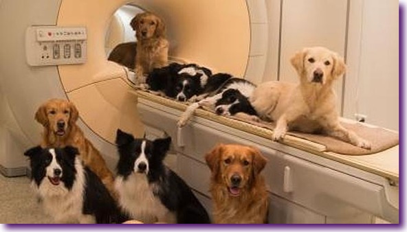cerebro-perros-humanos1