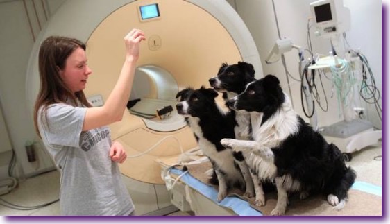 cerebro-perros-humanos2