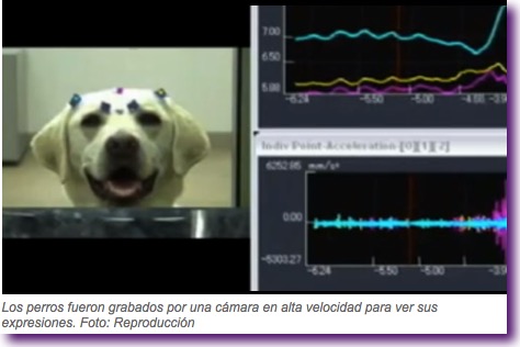 expresiones-faciales-perro