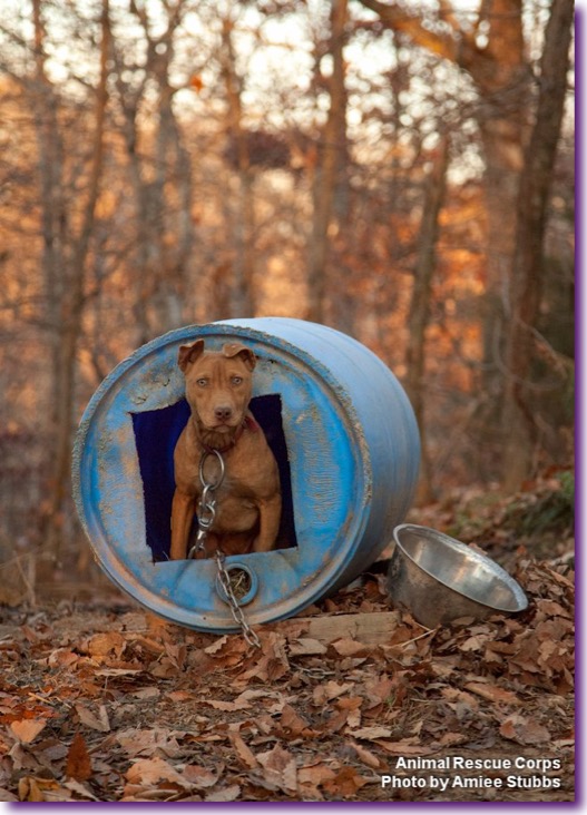 peleas-de-perros-clandestinas-tenessee