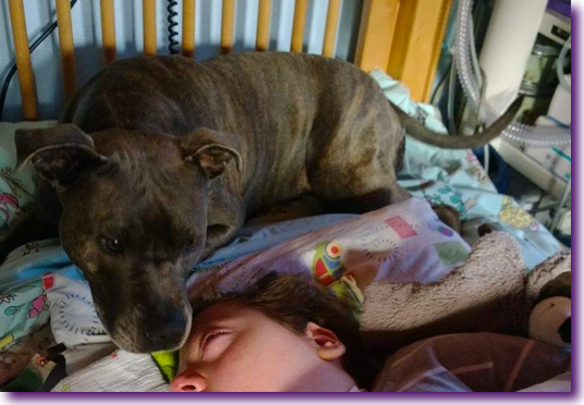 perro-cuida-nino-coma