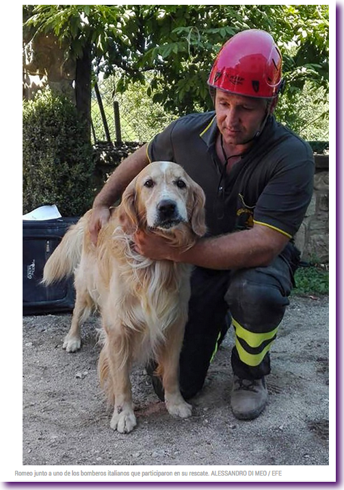 perro-rescatado-terremoto-italia-2