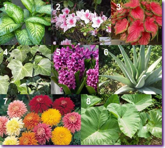 plantas-toxicas-perros