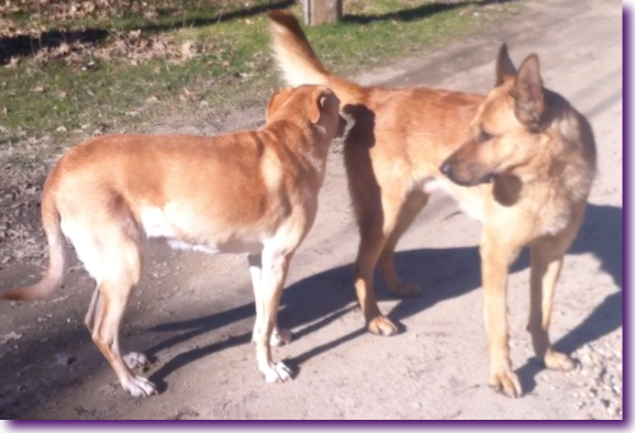 por-que-perros-se-huelen-cola