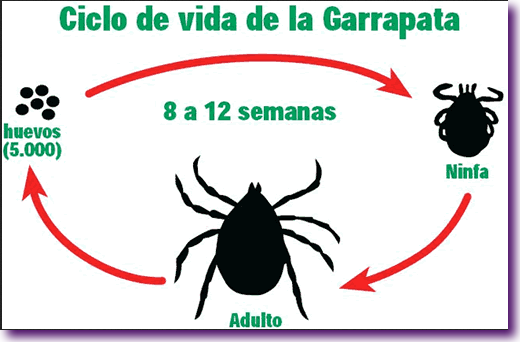 ciclo-garrapatas