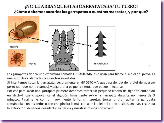 como-quitar-garrapata-perro