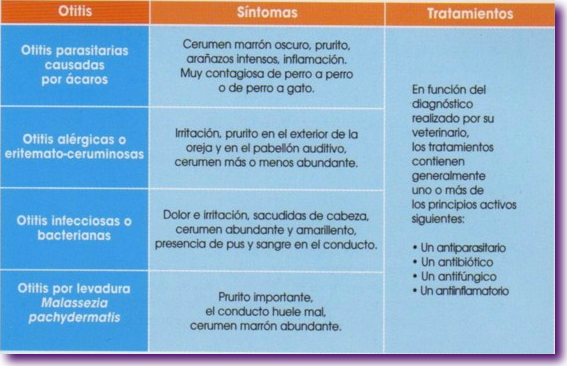 otitis-perro2