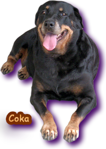 Coka